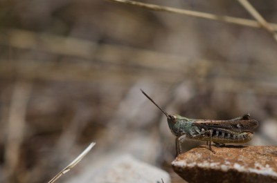 Photo de Costes Aurélien - 22/08/2015. NANT (12). Indéterminé (M)